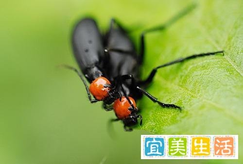 《湖南局部地区惊现大量“鸡公虫”，如何应对？》