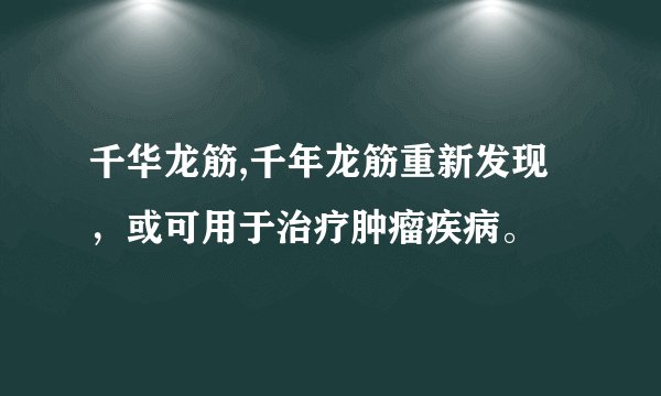 千华龙筋,千年龙筋重新发现，或可用于治疗肿瘤疾病。
