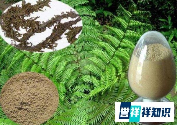 生前花上亿元打补脑针续命,赌王何鸿燊用的是什么药物?