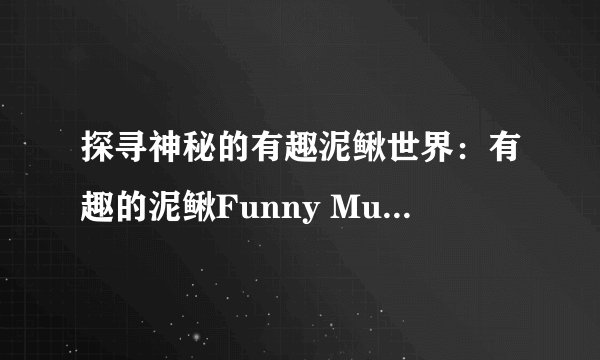 探寻神秘的有趣泥鳅世界：有趣的泥鳅Funny Mud Pea之旅