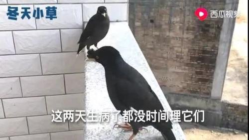 同时养两只巴哥鸟是一种怎样的体验？