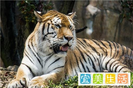 属虎的2022年躲春时间是什么时候？2022哪几个属相需要躲春？