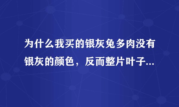 为什么我买的银灰兔多肉没有银灰的颜色，反而整片叶子都泛黄了