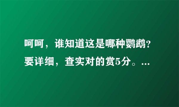 呵呵，谁知道这是哪种鹦鹉？要详细，查实对的赏5分。先到先得。图如下