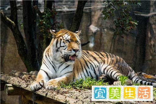 属虎的2022年躲春时间是什么时候？2022哪几个属相需要躲春？