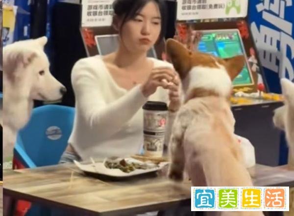 女子武汉坐高铁满车人都在啃鸭脖，女子不能喝酒被安排和狗一桌