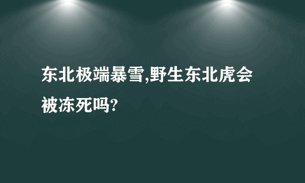 东北极端暴雪,野生东北虎会被冻死吗?