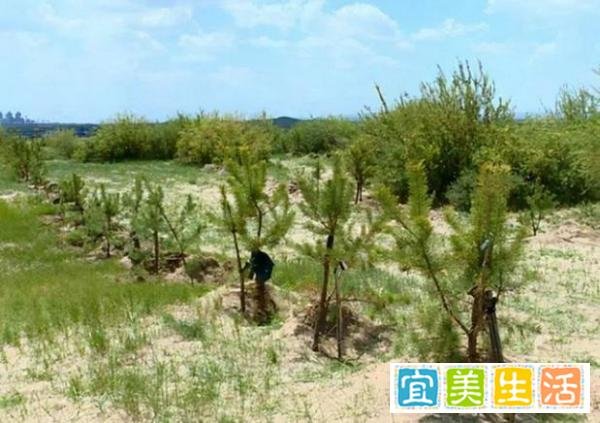 马云花巨资在沙漠里种树，承诺每年1亿棵，8年过去树怎么样了？