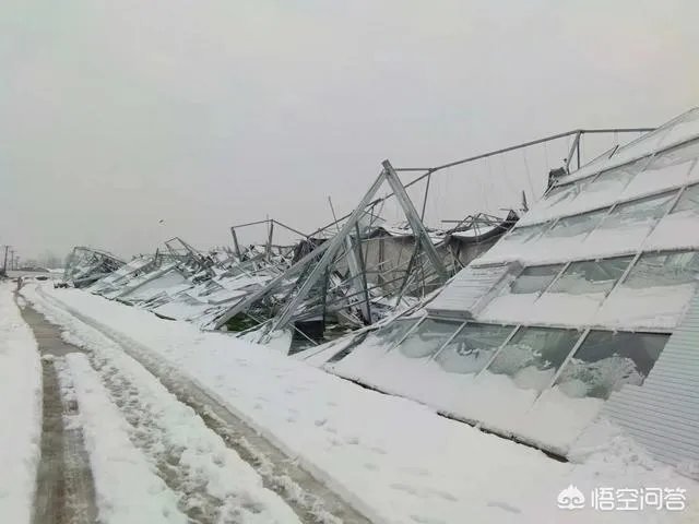 如何看待2018年的第一场暴雪，将安徽一农民的大棚压垮，损失200多万元？