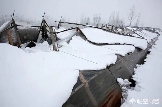 如何看待2018年的第一场暴雪，将安徽一农民的大棚压垮，损失200多万元？
