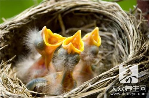 原只木瓜炖燕窝的做法大全