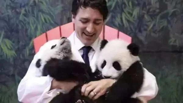大熊猫雷雷去世，大熊猫为何会成为我国的国宝呢?