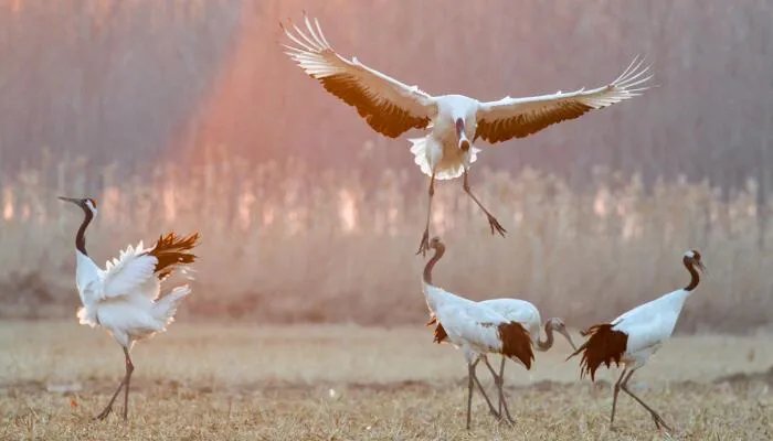 丹顶鹤的丹顶指的是什么意思