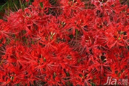彼岸花的花语 关于彼岸花的图片欣赏