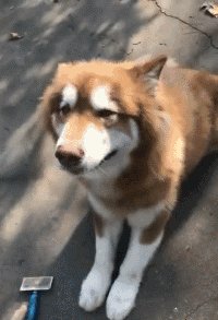 网易为什么不起诉《迷你世界》的开发商？你怎么看？