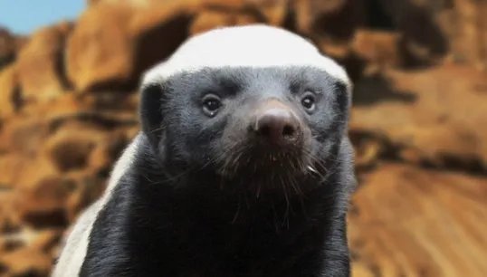 被称为世界上最无所畏惧的动物人称平头哥的是