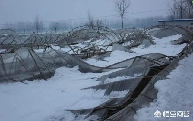 如何看待2018年的第一场暴雪，将安徽一农民的大棚压垮，损失200多万元？