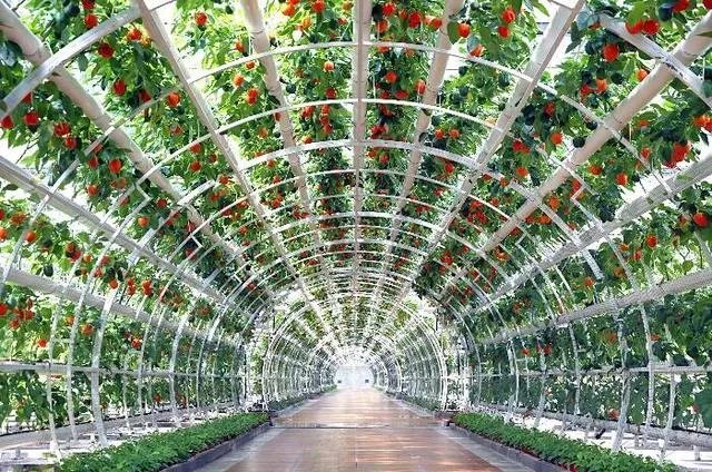 寿光蔬菜博览会是哪一年开始的?