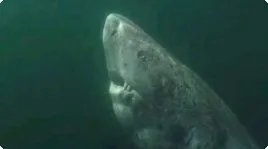 北冰洋发现快四百岁格陵兰鲨鱼,这种鲨鱼寿命都这么长吗?