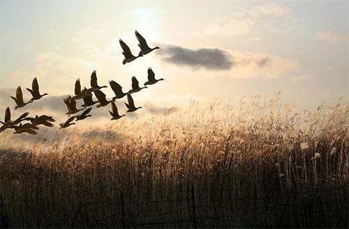 对于湖南蓝山为候鸟迁徙连关3天射灯一事,你有何评价?