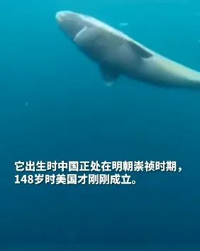北冰洋发现快四百岁格陵兰鲨鱼，这种鲨鱼寿命都这么长吗？