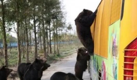 饲养员遭熊攻击身亡，应如何加强对野生动物的防范？