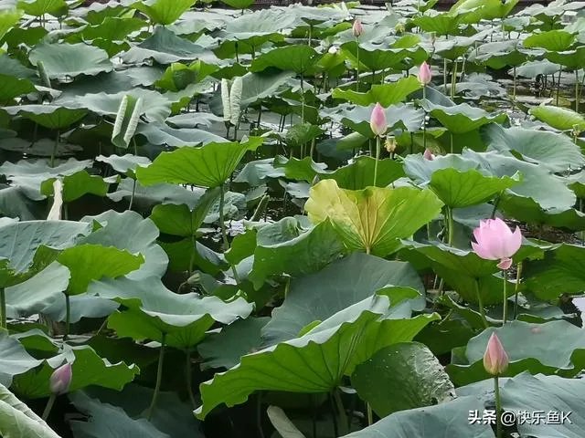 如果我想开一个服装店，卖童装还是女装好？