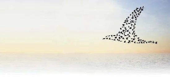 对于湖南蓝山为候鸟迁徙连关3天射灯一事,你有何评价?