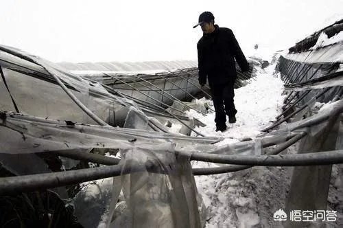 如何看待2018年的第一场暴雪，将安徽一农民的大棚压垮，损失200多万元？