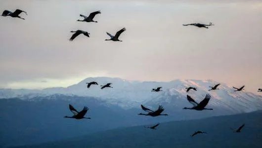 对于湖南蓝山为候鸟迁徙连关3天射灯一事,你有何评价?