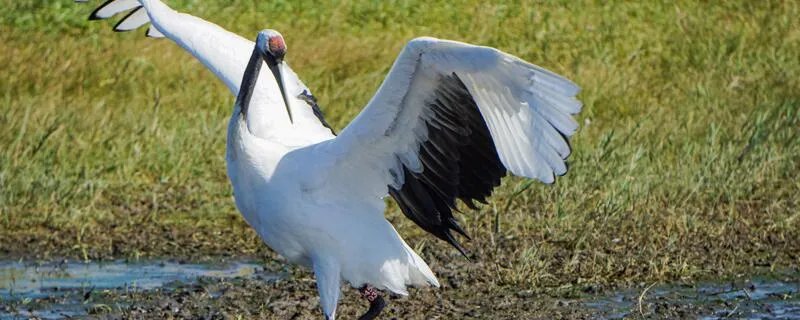 丹顶鹤的丹顶指的是什么意思