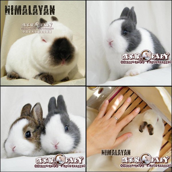 侏儒兔为什么灭绝