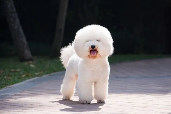 狗狗死后会回魂吗