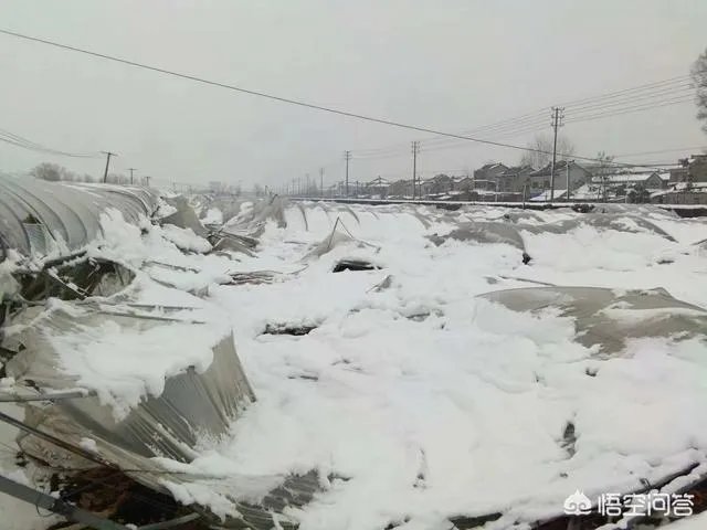 如何看待2018年的第一场暴雪，将安徽一农民的大棚压垮，损失200多万元？