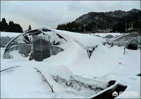 如何看待2018年的第一场暴雪，将安徽一农民的大棚压垮，损失200多万元？