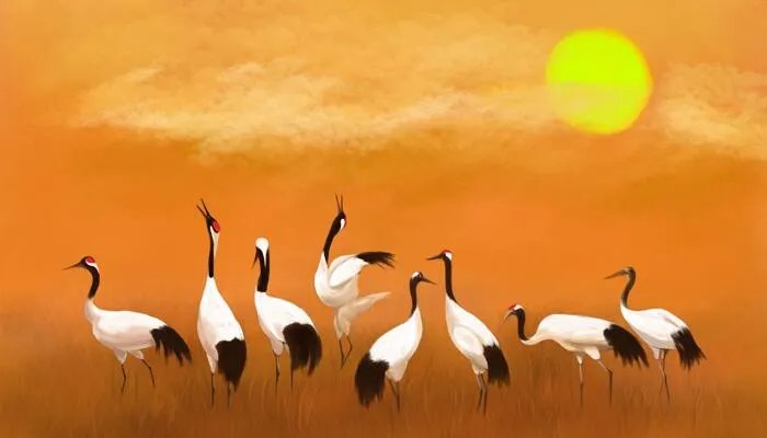 丹顶鹤的丹顶指的是什么意思