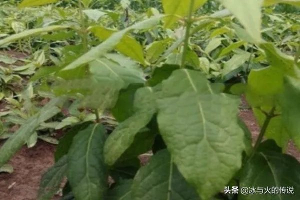 腊梅种子怎么种植？