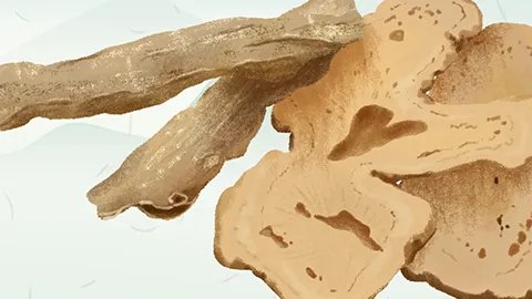 鲜天麻的正确吃法与功效