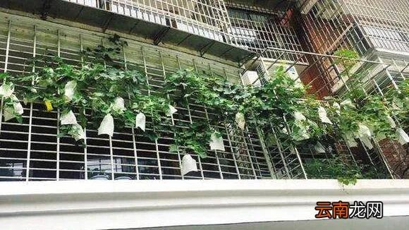 怎样种葡萄视频教程 种植方法 家庭怎么种盆栽葡萄