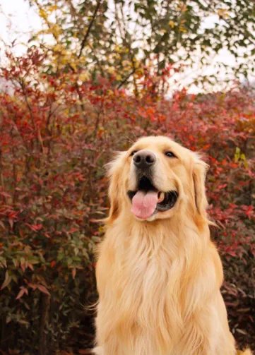 十大名犬分别是哪些品种的?