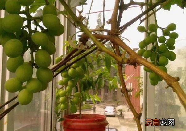 怎样种葡萄视频教程 种植方法 家庭怎么种盆栽葡萄