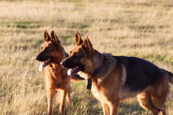 十大名犬分别是哪些品种的?
