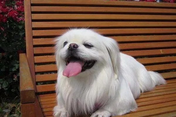 小型犬品种大全