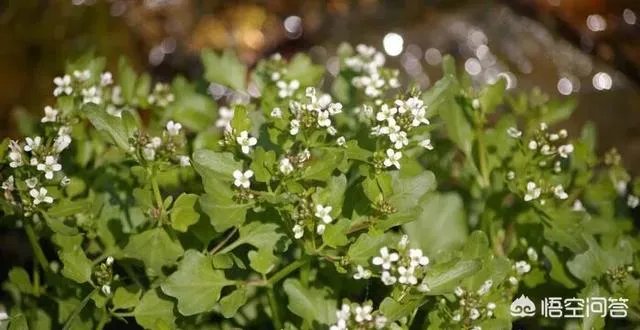 白花碎米荠的功效与作用