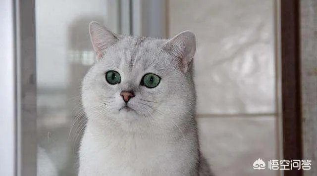 异短吃什么会变重，异短吃什么补充营养？