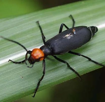 芫菁科的种属分布