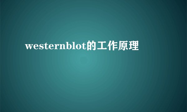 westernblot的工作原理