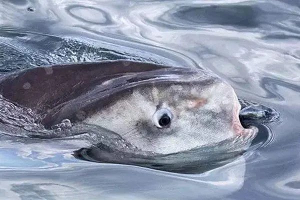 翻车鱼的死法太残忍了 一次次接受希望又一次次被迫绝望