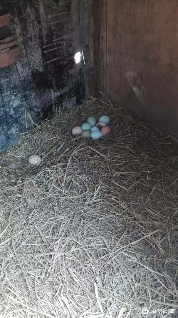 养绿壳蛋鸡有前景吗?有什么好建议?