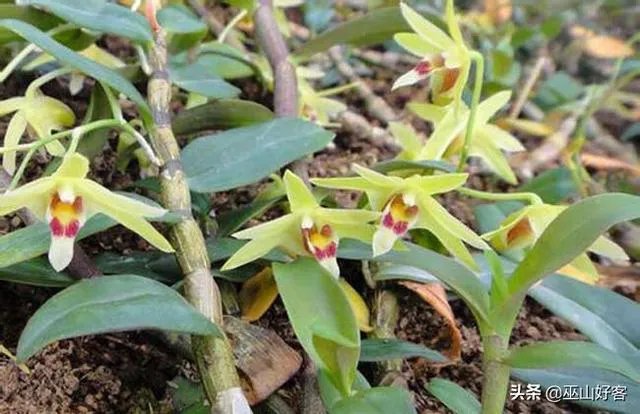 石斛的种植技术各位听说过没？